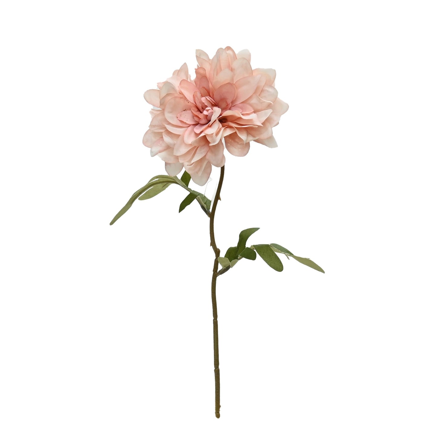 Cottage Dahlia - Pink