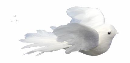 Peace Dove