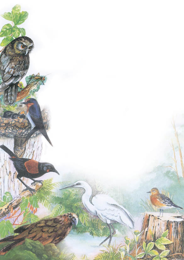 Six Birds Note Pad