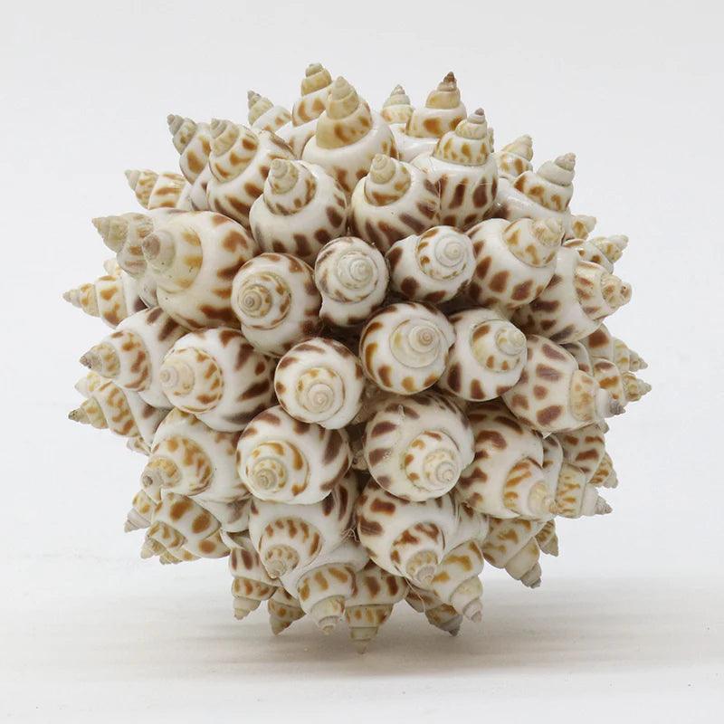 Shell Areolata Ball Tigerlily Gift Store