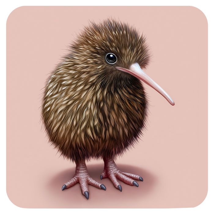 New Zealand Kiwi Coaster