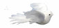 Peace Dove