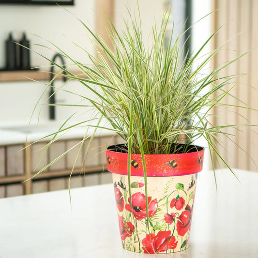Planter Pot Zest Poppies & Bees