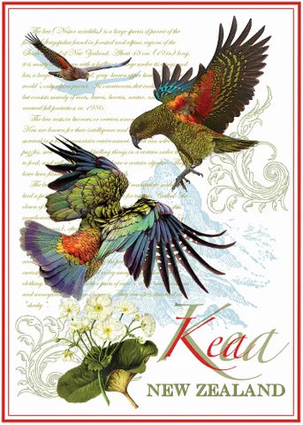 Cream Vintage Kea Tea Towel