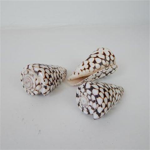 Spotty Shells