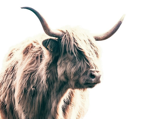 Highland Bull Framed